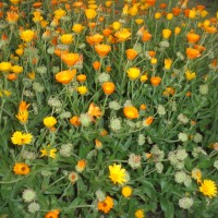 Calendula officinalis L.